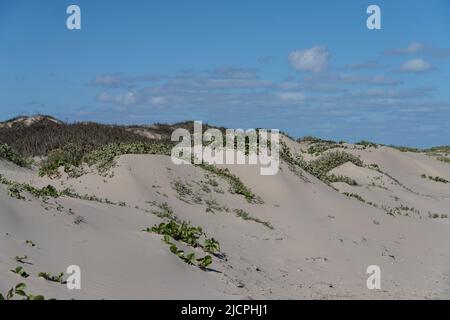 Beach Morning Glory oder Railroad Rebe und Gulf Croton wachsen auf den Vordunes am Boca Chica Beach auf Brazos Island, Texas. Stockfoto