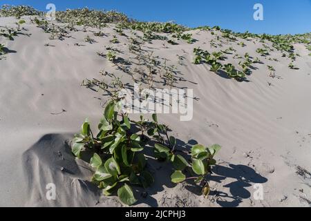 Beach Morning Glory oder Railroad Rebe und Sea Purslane wachsen auf den Vordunes am Boca Chica Beach auf Brazos Island, Texas. Stockfoto