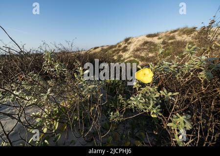 Beach Evening Primrose, Oenothera drummondii, blüht in den Vordunen von South Padre Island, Texas. Stockfoto