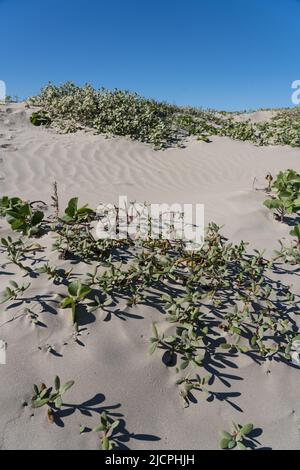 Sea Perslane mit Beach Morning Glory oder Eisenbahn-Rebe gemischt wächst auf den Vordunen am Boca Chica Beach auf Brazos Island, Texas. Stockfoto