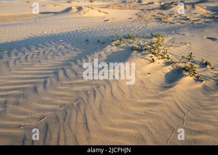 Wellenmuster und Vogelspuren auf den Vorderunes auf South Padre Island, Texas. Stockfoto