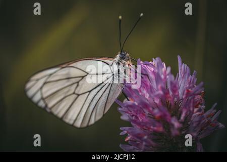 Schwarz geäderter weißer Schmetterling sitzt auf einem lila roten Kleeblatt Stockfoto