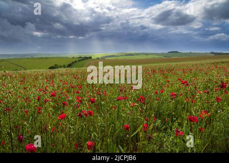 Juni Poppy Fields auf den Südabfahrten entlang der Ditchling Road Brighton Südostengland Großbritannien Stockfoto