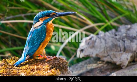 Eisvogel, Alcedo athis, Flusses Tajo, Nationalpark Monfragüe, Wellness, ZEPA, Biosphärenreservat, Provinz Cáceres, Extremadura, Spanien, Europa Stockfoto