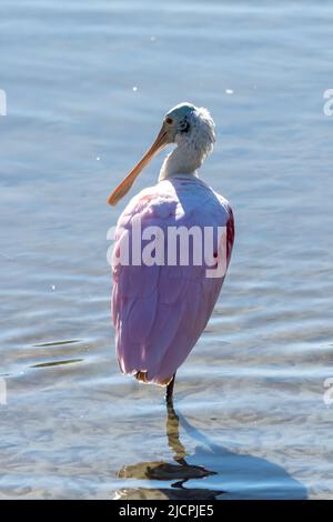 Ein Roseate-Löffler, Platalea ajaja, steht auf einem Fuß in einem Sumpfgebiet. South Padre Island Birding Center, Texas. Stockfoto