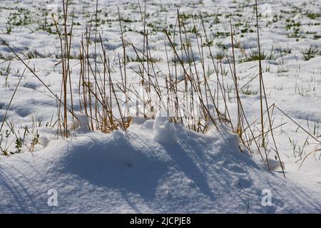 Trockenes braunes Schilfgras im Schnee Stockfoto