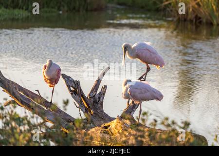 Drei Roseatspoonbills, Platalea Ajaja, brüsten auf einem Baumstamm in einem Sumpfgebiet, South Padre Island Birding Center, Texas. Stockfoto