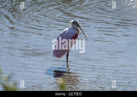 Ein Roseate-Löffler, Platalea ajaja, steht auf einem Fuß in einem Sumpfgebiet. South Padre Island Birding Center, Texas. Stockfoto