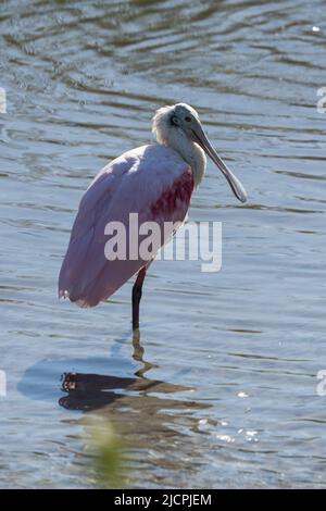 Ein Roseate-Löffler, Platalea ajaja, steht auf einem Fuß in einem Sumpfgebiet. South Padre Island Birding Center, Texas. Stockfoto