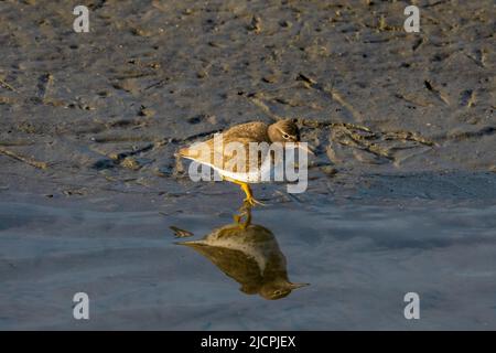 Actitis macularius, ein Fleckensandläufer, in einem Sumpfgebiet im South Padre Island Birding Center in Texas. Stockfoto