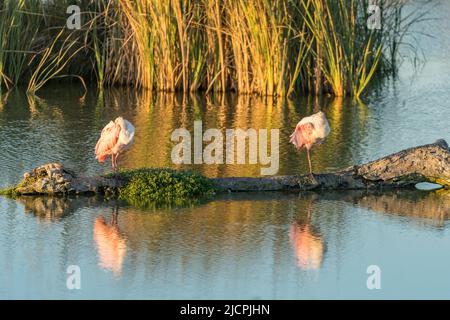 Zwei Roseate-Löffler, Platalea Ajaja, brüsten auf einem Baumstamm in einem Sumpfgebiet, South Padre Island Birding Center, Texas. Stockfoto