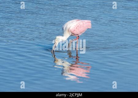 Ein Roseate-Löffler, Platalea Ajaja, der in der flachen Laguna Madre, South Padre Island, Texas, ernährt. Stockfoto