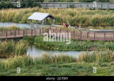 Vogelbeobachter auf der Promenade durch die Feuchtgebiete des South Padre Island Birding and Nature Center in Texas. Stockfoto