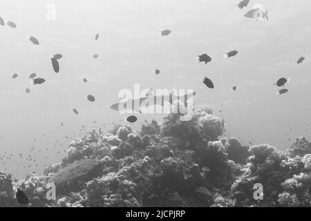 Haischwimmen im tubbataha Reef National Park Philippinen Stockfoto