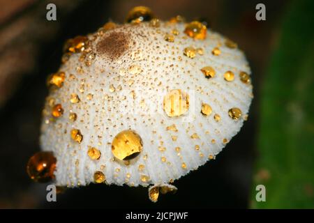 Wild Mushroom, Napo River Basin, Amazonien, Ecuador, Südamerika, Amerika Stockfoto