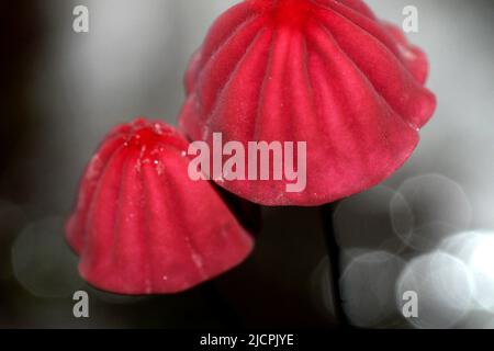 Wild Mushroom, Napo River Basin, Amazonien, Ecuador, Südamerika, Amerika Stockfoto