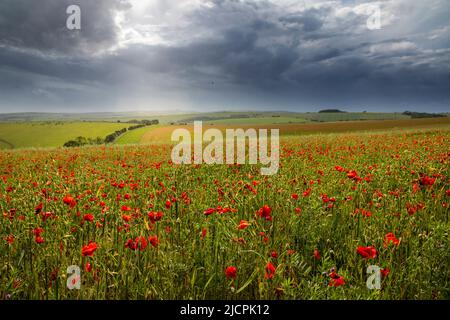 Juni Poppy Fields auf den Südabfahrten entlang der Ditchling Road Brighton Südostengland Großbritannien Stockfoto