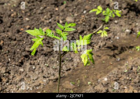 Nahaufnahme von jungen Tomatenpflanzen im Garten nach dem Gießen Stockfoto