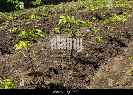 Nahaufnahme von jungen Tomatenpflanzen im Garten nach dem Gießen Stockfoto