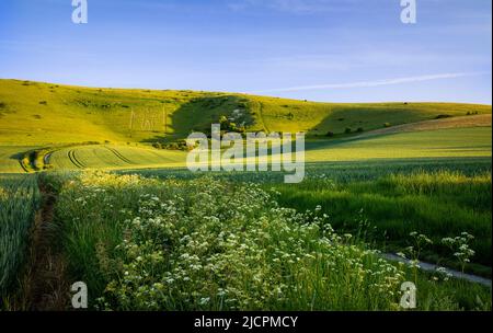 Der lange Mann von Wilmington auf den South Downs in East Sussex badete am Maiabend goldenes Licht Stockfoto