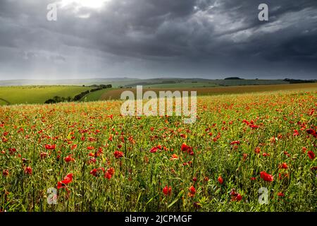 Juni Poppy Fields auf den Südabfahrten entlang der Ditchling Road Brighton Südostengland Großbritannien Stockfoto