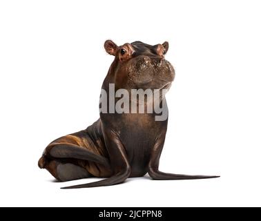 Chimera mit Körper California Sea Lion und Kopf des Hippo Kalbs, Blick auf weißen Hintergrund Stockfoto