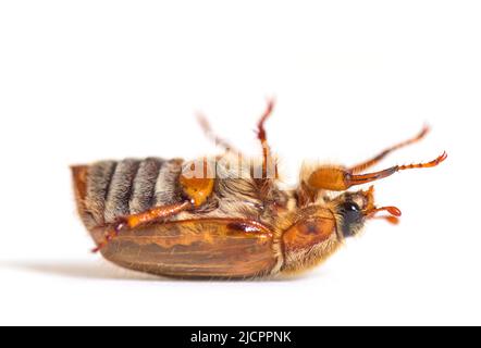 Summer Chafer auf dem Kopf, Europäischer juni-Käfer, Amphimallon solstitiale, isoliert Stockfoto