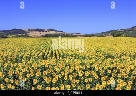 Frankreich, Puy-de-Dome Sonnenblumenfeld, Landschaft des Parc du Livradois Stockfoto