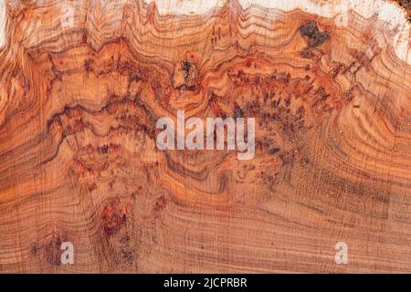 Struktur des Baumstumpens für den Hintergrund. Schnittstruktur des Baumstamms. Holzstruktur Stockfoto