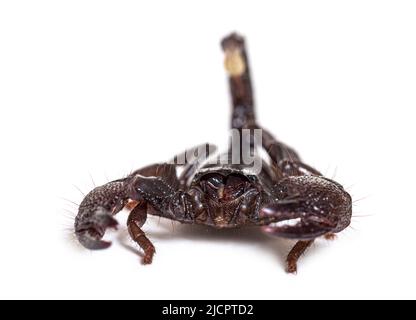 Jugendlicher Kaiserskorpion, Pandinus Imperator, isoliert Stockfoto