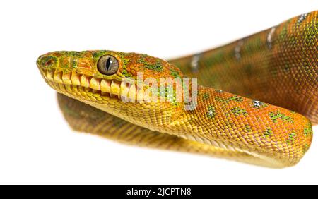 Junge Smaragdbaumbeine Corallus caninus Stockfoto