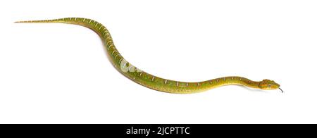Junge Smaragdbaumbeine Corallus caninus Stockfoto
