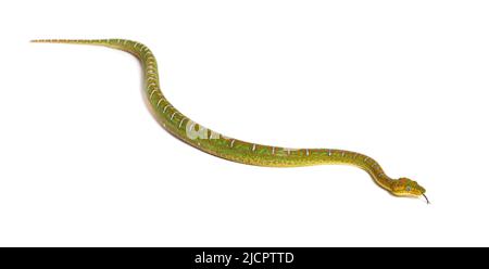 Junge Smaragdbaumbeine, die mit der Zunge schnüffelt. Corallus caninus Stockfoto