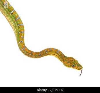 Kopfaufnahme der Juvenile Emerald Tree Boa, die mit der Zunge schnüffelt. Corallus caninus Stockfoto