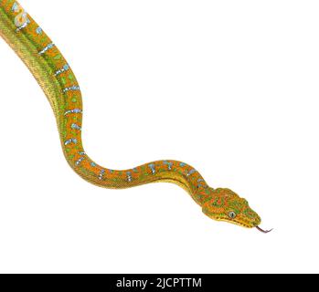 Junge Smaragdbaumbeine Corallus caninus Stockfoto