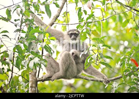 Porträt einer weiblichen Einzelperson des Javanischen Gibbons (Hylobates moloch, silbrig Gibbon), die ein Kleinkind im Gunung Halimun Salak National Park in West Java, Indonesien, trägt. Stockfoto