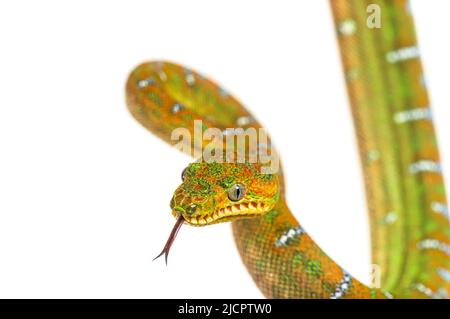 Kopfaufnahme der Juvenile Emerald Tree Boa, die mit der Zunge schnüffelt. Corallus caninus Stockfoto