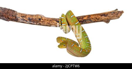 Junge Smaragdbaumbeine Corallus caninus Stockfoto