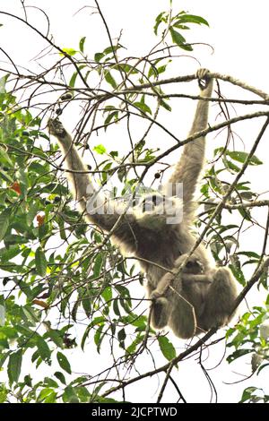 Eine weibliche Einzelperson des Javanischen Gibbons (Hylobates moloch, silbrig Gibbon), die ein Kleinkind trägt, während sie im Gunung Halimun Salak National Park in West Java, Indonesien, auf der Nahrungssuche ist. Stockfoto