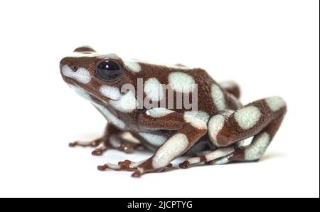 Maranon-Giftfrosch; Dendro, Excidobates Mysteriosus Stockfoto