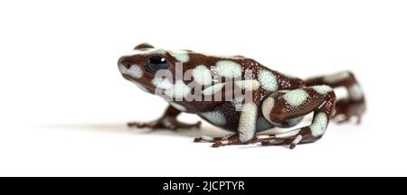 Maranon-Giftfrosch; Dendro, Excidobates Mysteriosus Stockfoto