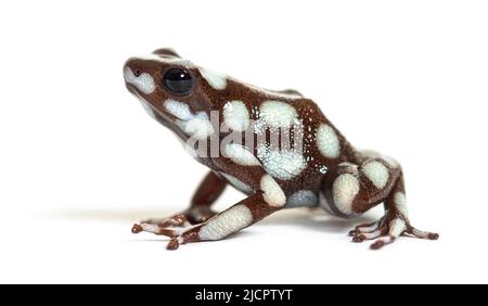 Maranon-Giftfrosch; Dendro, Excidobates Mysteriosus Stockfoto