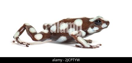 Maranon-Giftfrosch; Dendro, Excidobates Mysteriosus Stockfoto