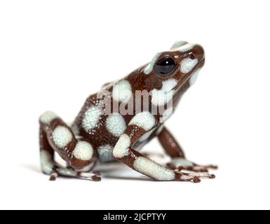 Maranon-Giftfrosch; Dendro, Excidobates Mysteriosus Stockfoto