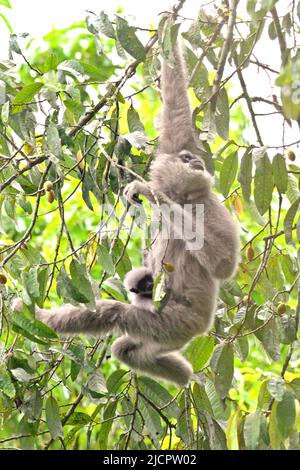 Eine weibliche Einzelperson des Javanischen Gibbons (Hylobates moloch, silbrig Gibbon), die ein Kleinkind trägt, während sie im Gunung Halimun Salak National Park in West Java, Indonesien, auf der Nahrungssuche ist. Stockfoto