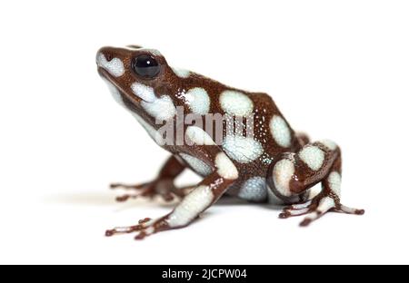 Maranon-Giftfrosch; Dendro, Excidobates Mysteriosus Stockfoto
