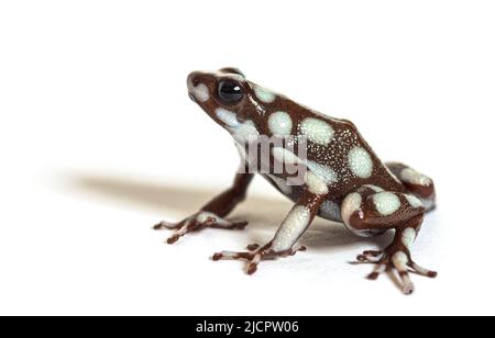 Maranon-Giftfrosch; Dendro, Excidobates Mysteriosus Stockfoto