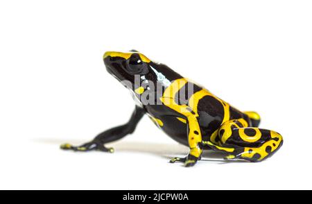 Gelb gebänderter Giftpfeilfrosch, Dendrobates leucomelas Stockfoto