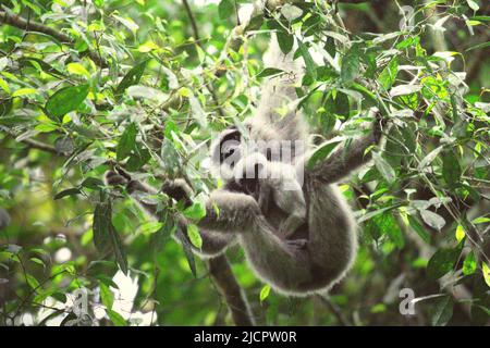 Eine weibliche Einzelperson des Javanischen Gibbons (Hylobates moloch, silbrig Gibbon), die ein Kleinkind trägt, während sie im Gunung Halimun Salak National Park in West Java, Indonesien, auf der Nahrungssuche ist. Stockfoto