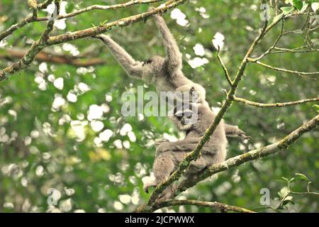 Javanische Gibbons (Hylobates moloch, silvery gibbon) im Gunung Halimun Salak National Park in West Java, Indonesien. Stockfoto